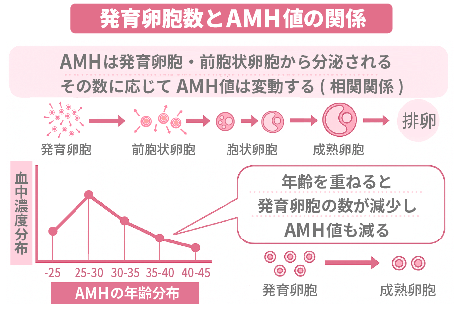 発育卵胞数とAMH値の関係