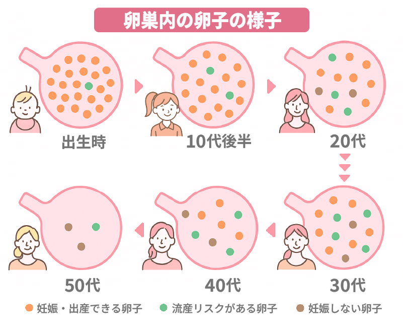 卵巣内の卵子の様子