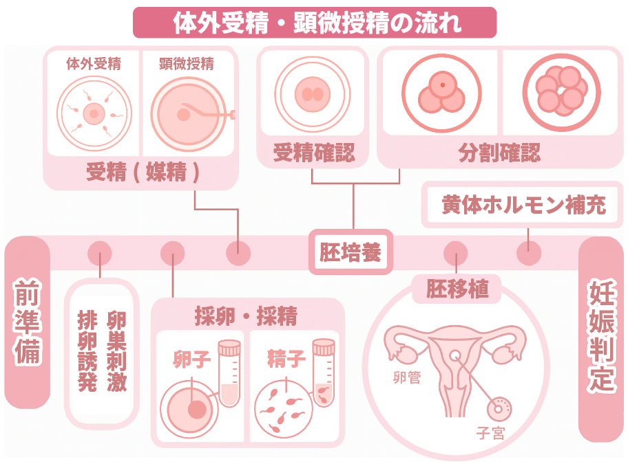 体外受精・顕微授精の流れ