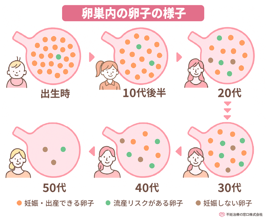 卵巣内の卵子の様子