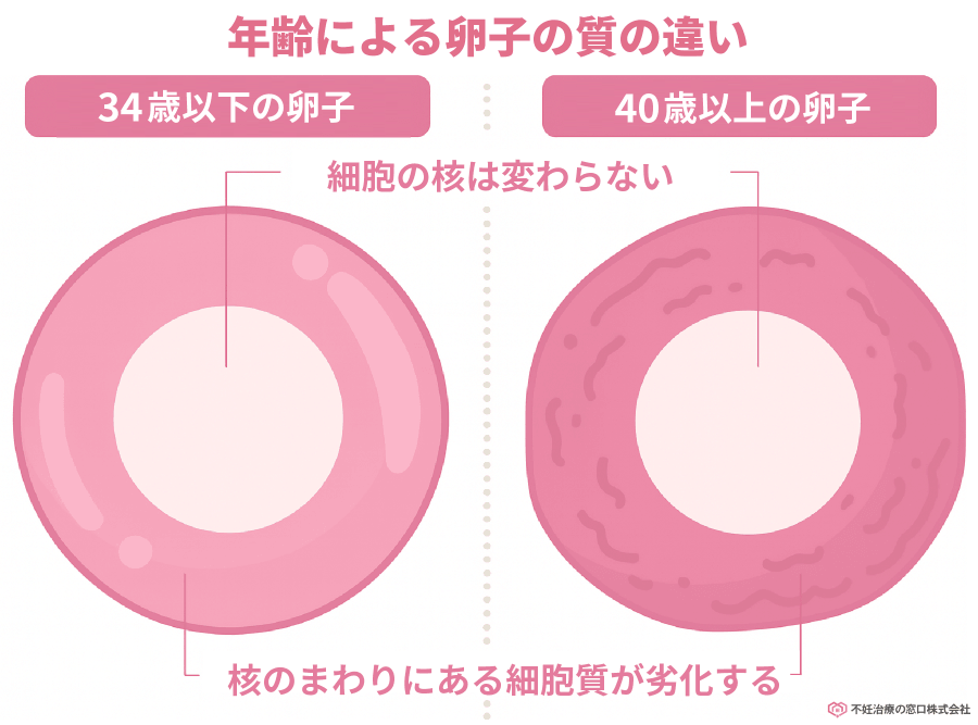 年齢による卵子の質の違い