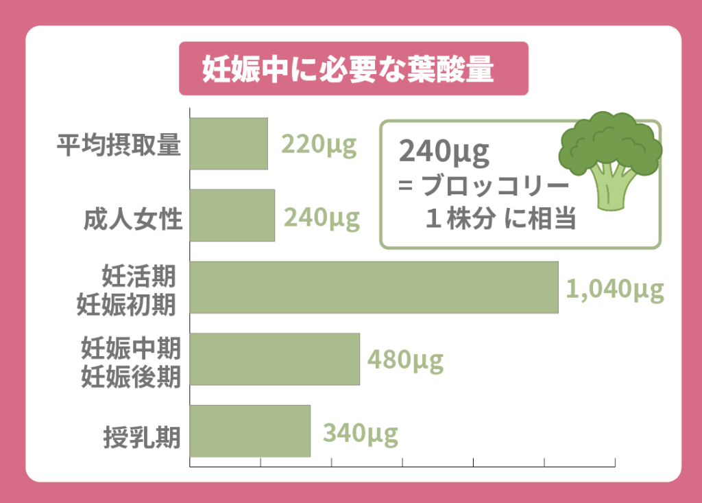 妊娠中に必要な葉酸の量