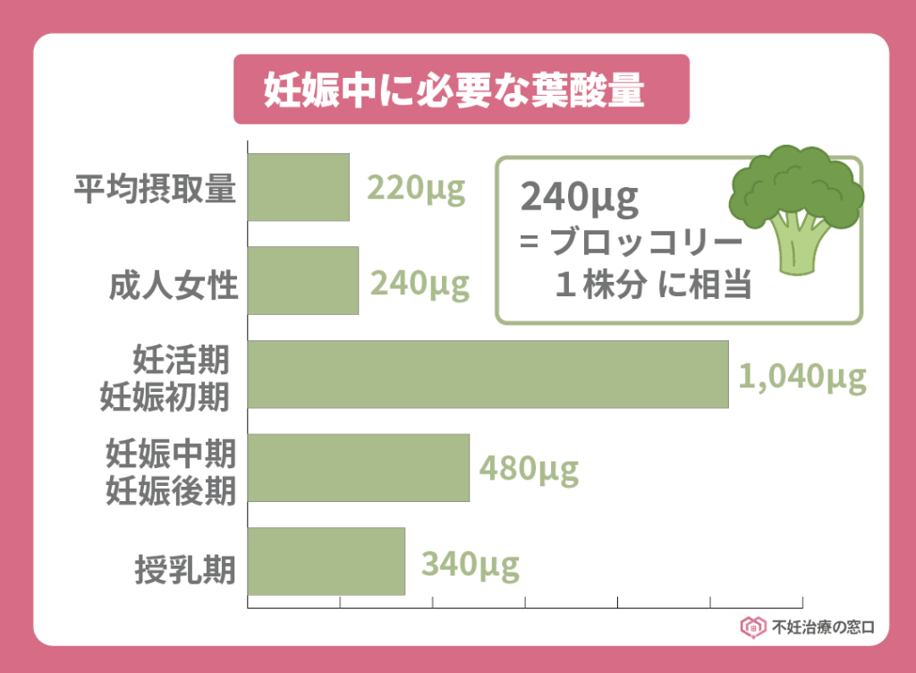 妊娠中に必要な葉酸の量