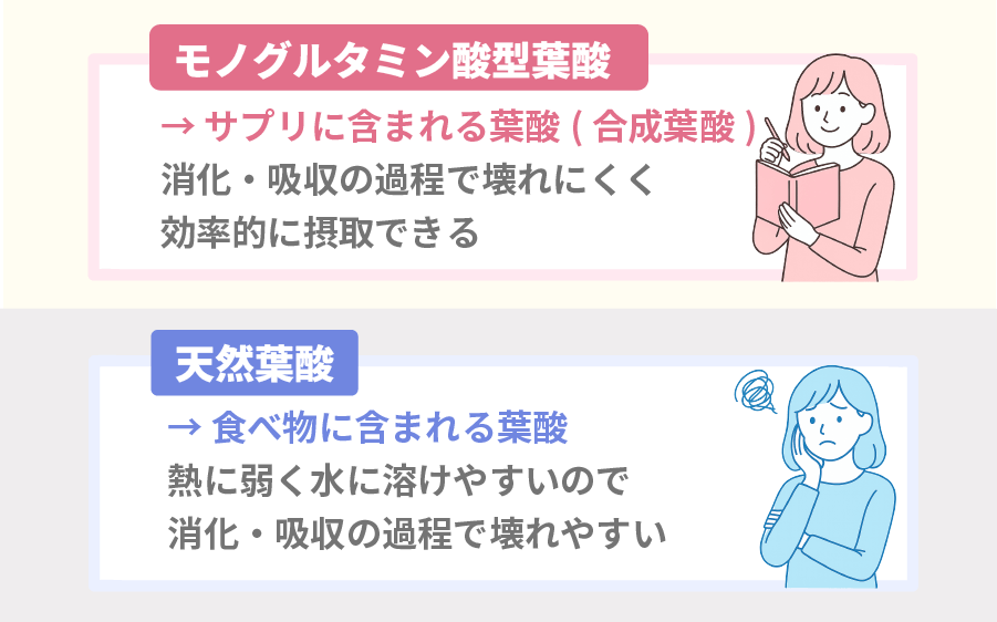 モノグルタミン酸型葉酸と天然葉酸の違い