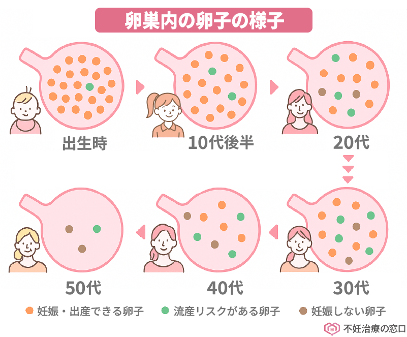 卵巣内の卵子の様子