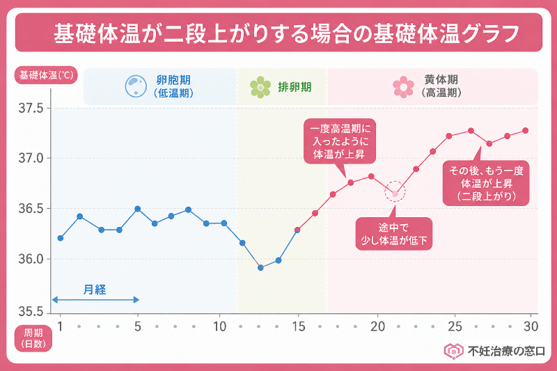 基礎体温が二段上がりする場合