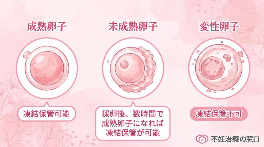 成熟卵子