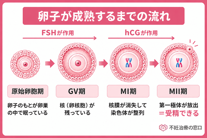 卵子が成熟するまでの流れ