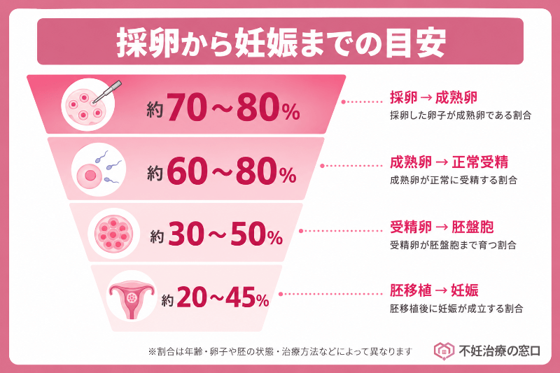 排卵から妊娠までの目安