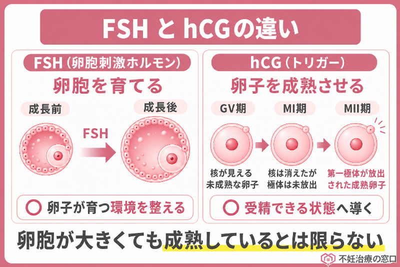 FSHとhCGの違い