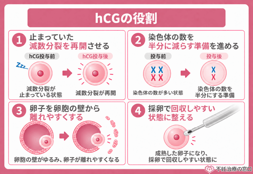 hCGの役割