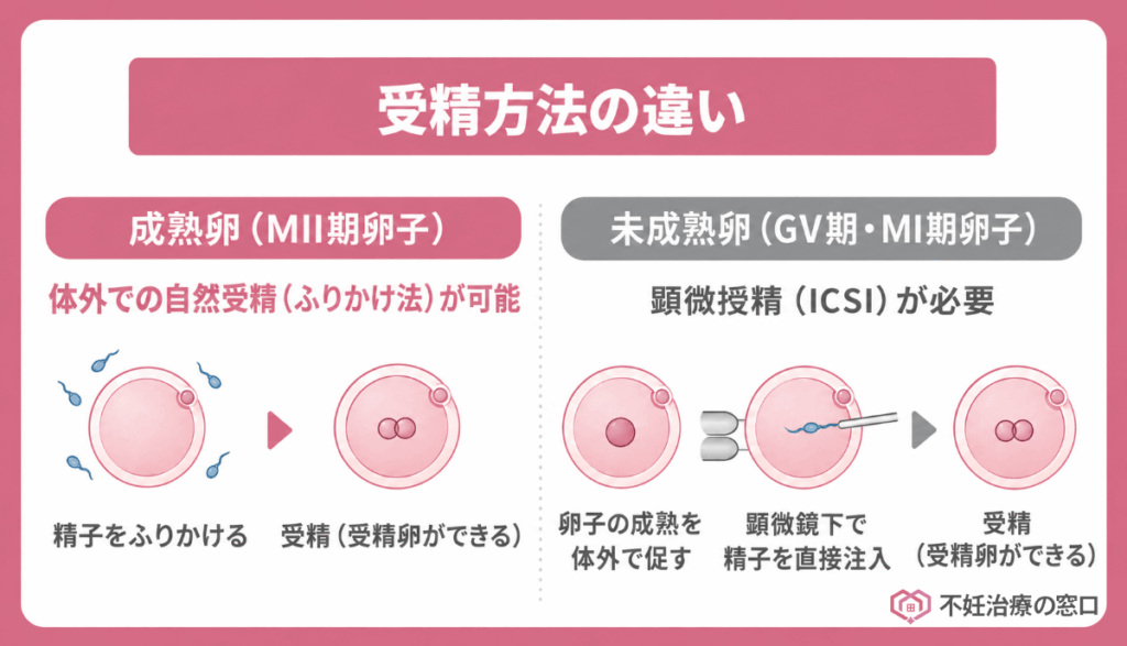 受精方法の違い