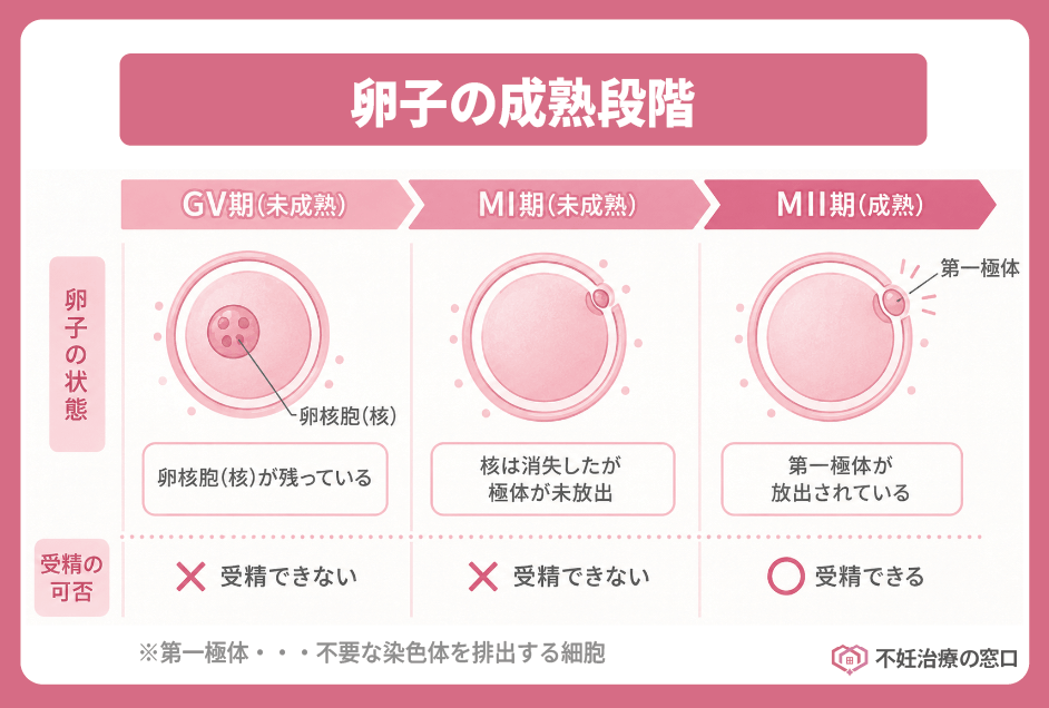 卵子の成熟段階