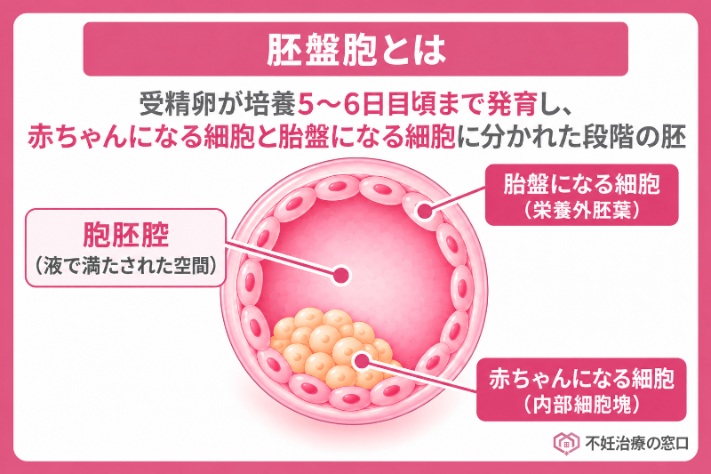 胚盤胞とは