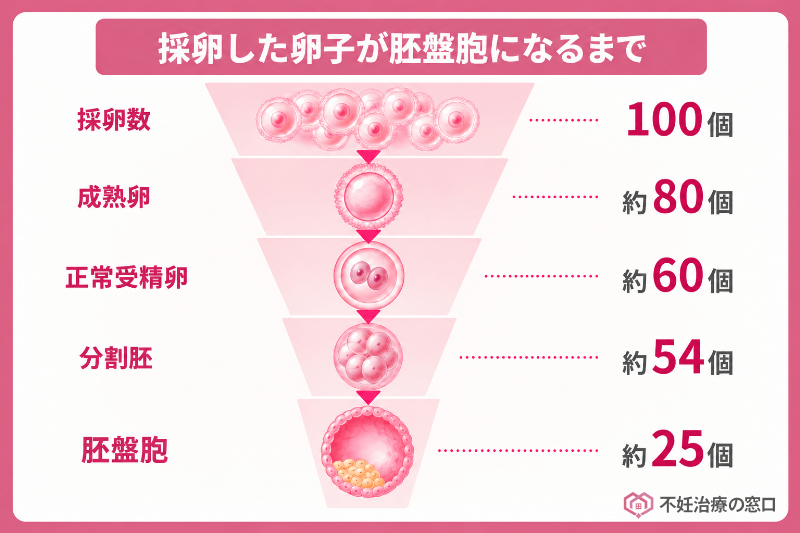 採卵した卵子が胚盤胞になるまでの発育過程